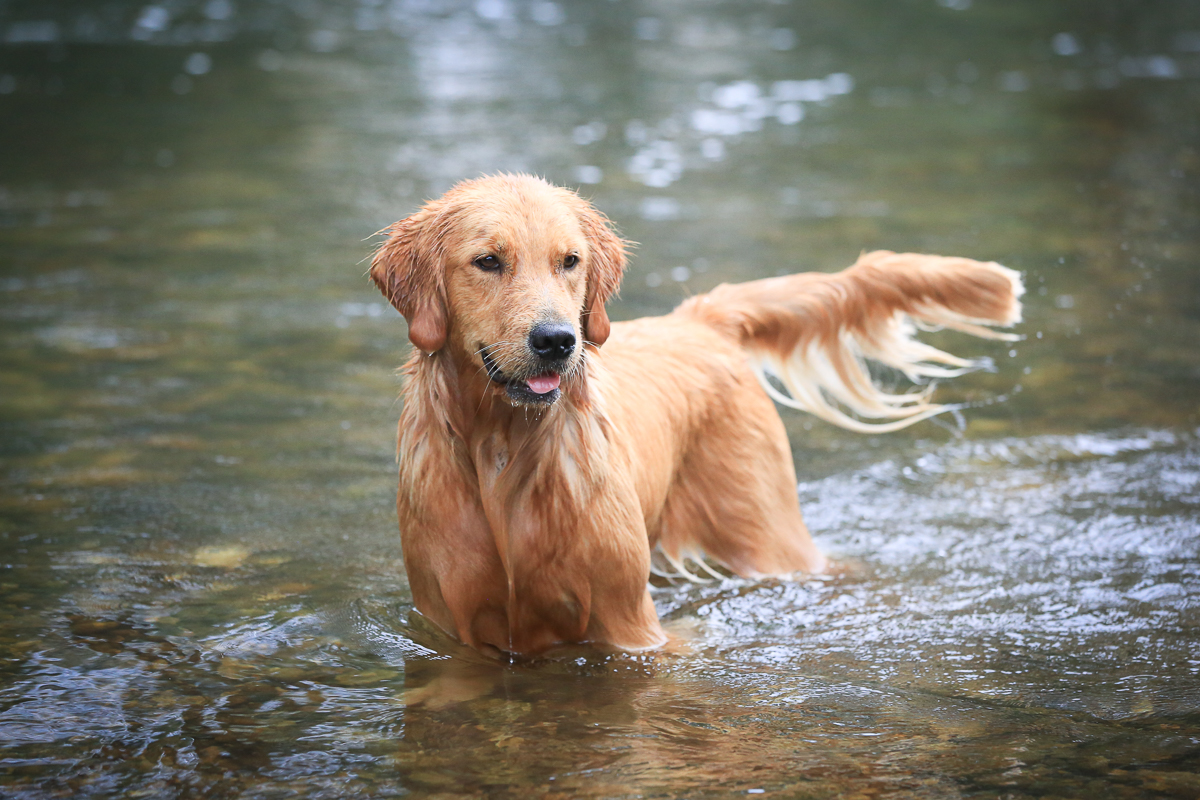 IMAGE: http://www.bwhip.com/galleries/BlogPhotos/dogs_ei_082916/9F2A1998.jpg