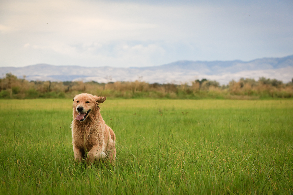 IMAGE: http://www.bwhip.com/galleries/BlogPhotos/dogs_ei_082916/9F2A2043.jpg