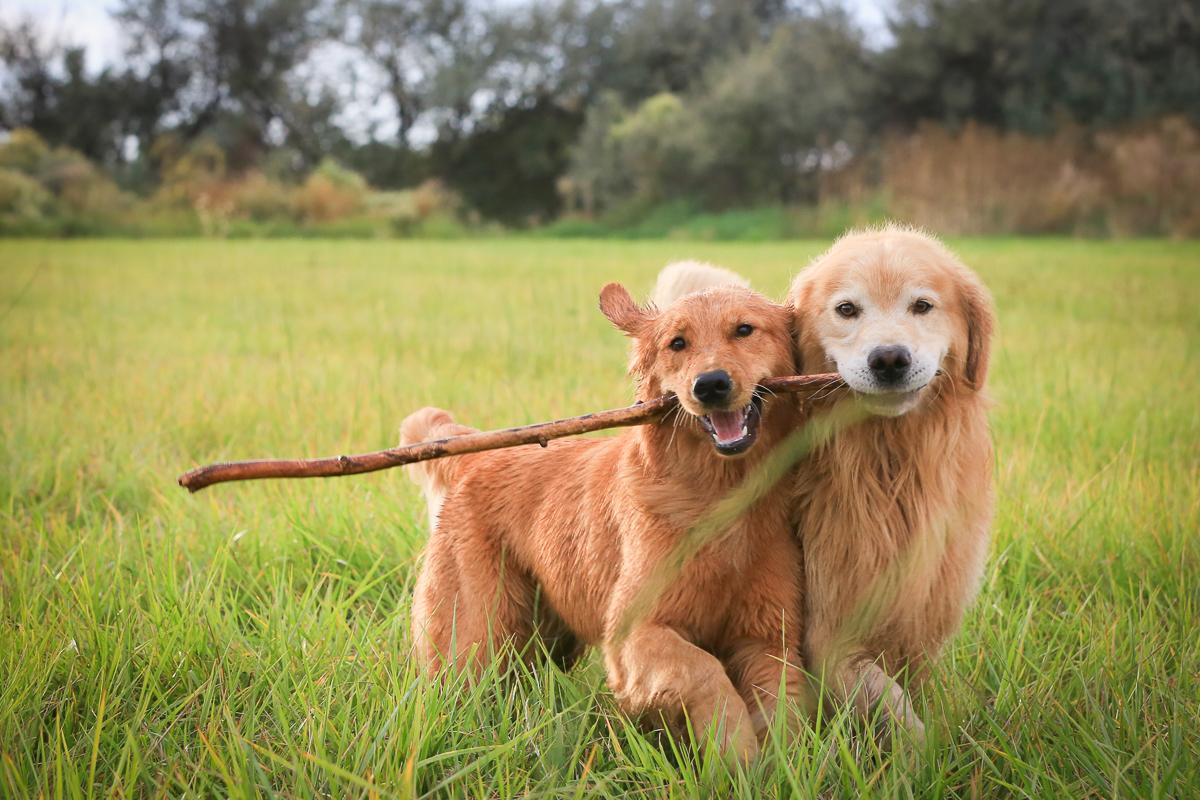 IMAGE: http://www.bwhip.com/galleries/BlogPhotos/dogs_ei_082916/9F2A2102.jpg