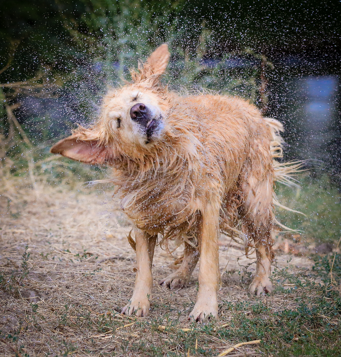 IMAGE: http://www.bwhip.com/galleries/BlogPhotos/dogs_ei_082916/9F2A2142.jpg