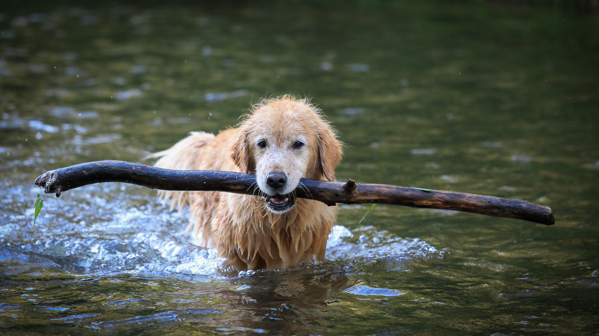 Goldens in the River FM Forums