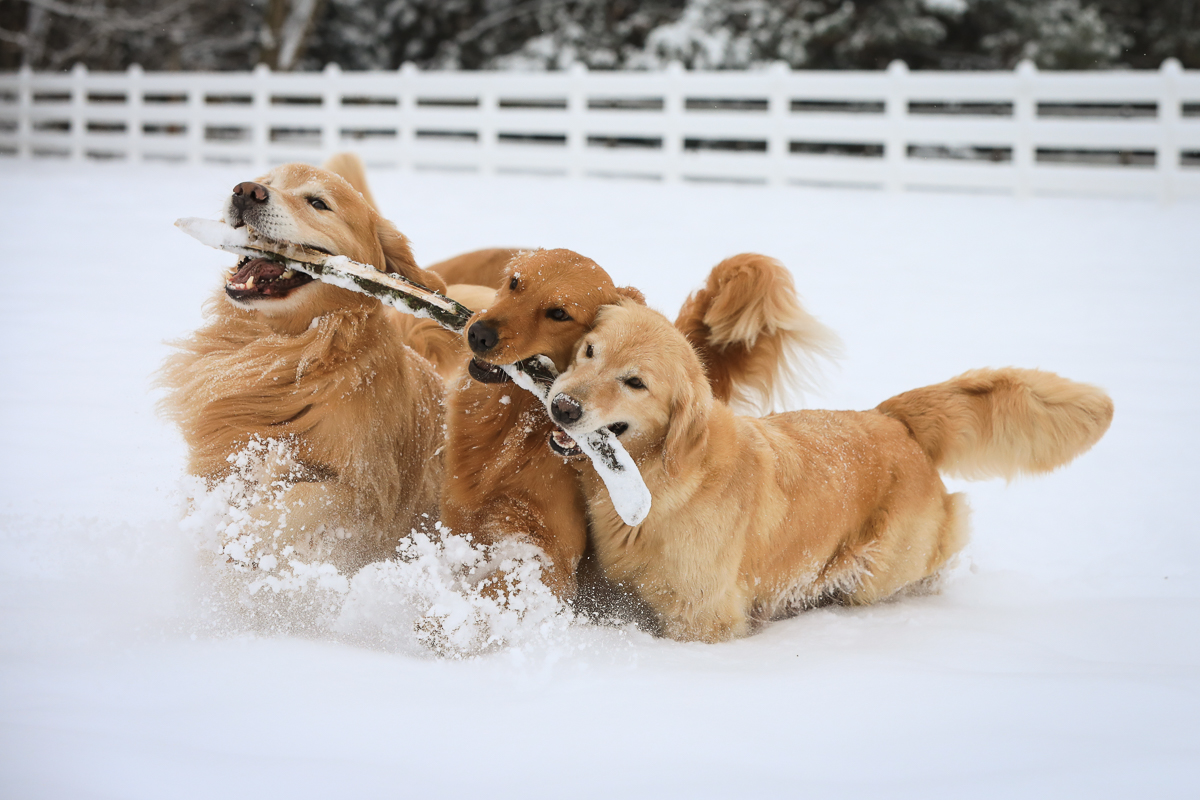 IMAGE: http://www.bwhip.com/galleries/BlogPhotos/snowdogs_122416/6U4A6312.jpg