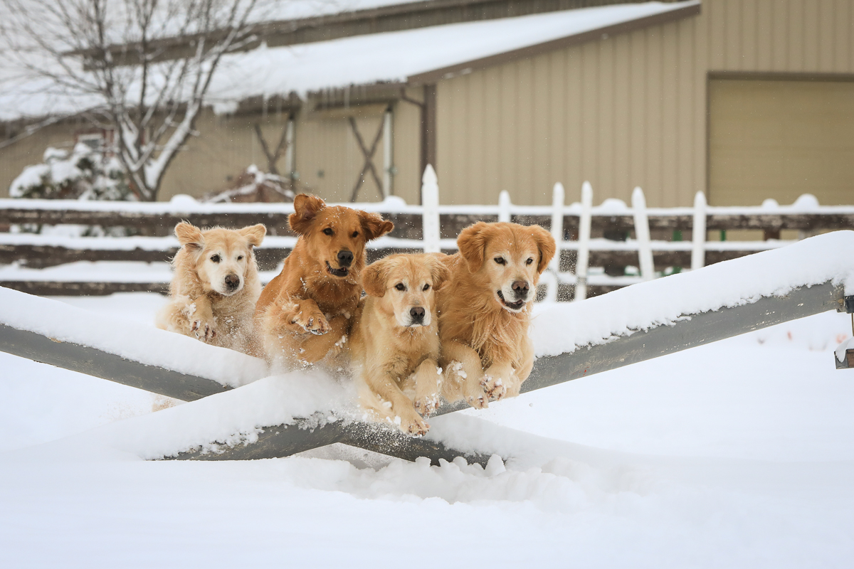 IMAGE: http://www.bwhip.com/galleries/BlogPhotos/snowdogs_122416/6U4A6390.jpg